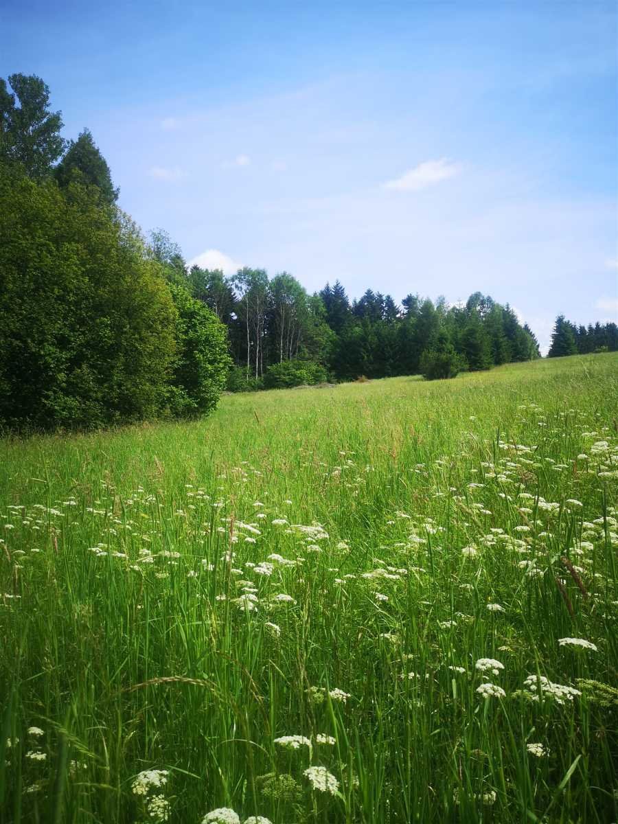 Działka gospodarstwo rolne na sprzedaż Pisary, Pisary  9 900m2 Foto 6