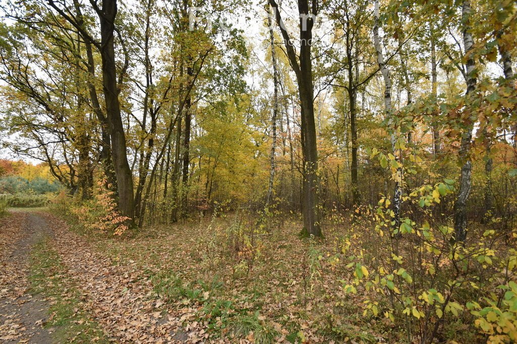 Działka leśna na sprzedaż Pilchowice  27 300m2 Foto 3