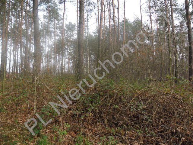 Działka leśna na sprzedaż Goździówka  3 692m2 Foto 6