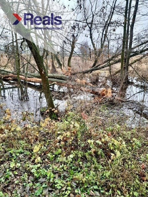 Działka siedliskowa na sprzedaż Złotopolice  3 000m2 Foto 4