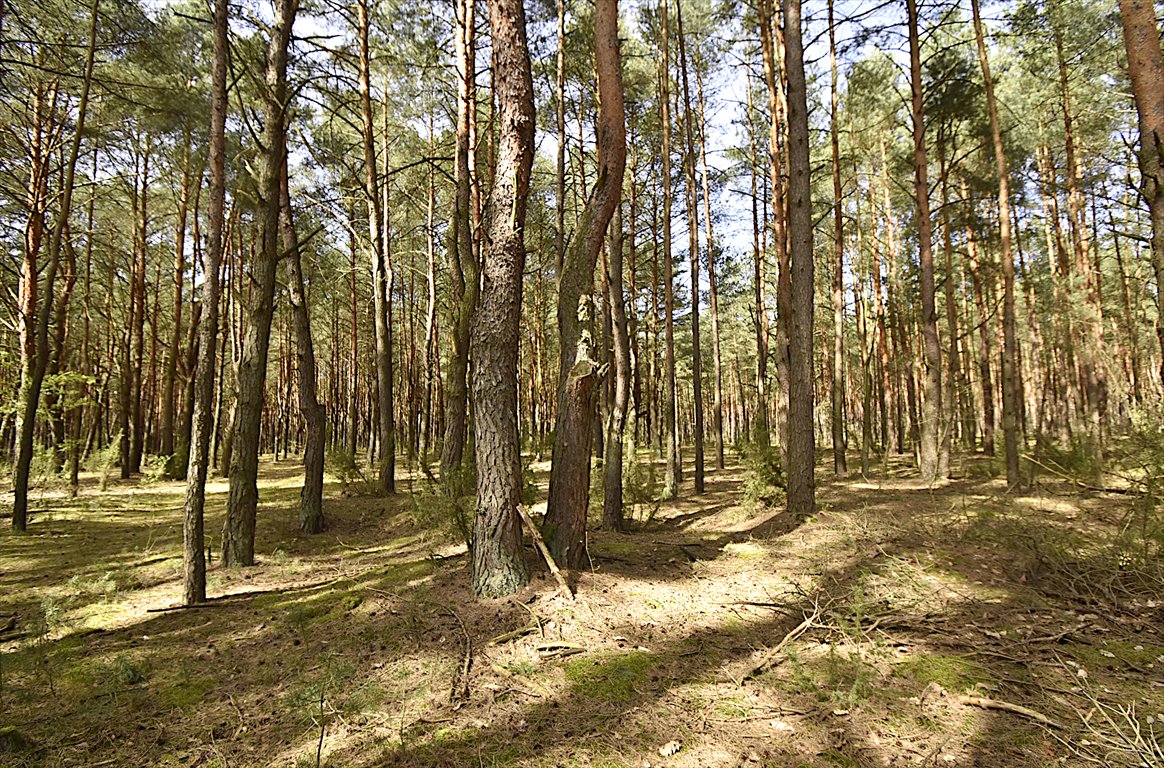 Działka leśna na sprzedaż Janowice  9 098m2 Foto 1