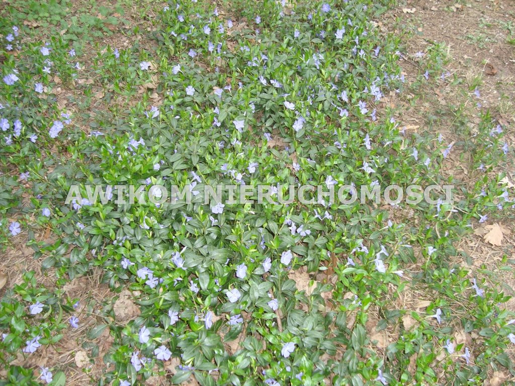 Działka 5100m² z mediami, blisko Warszawy, las i hippika Ojrzanów  5 100m2 Foto 1