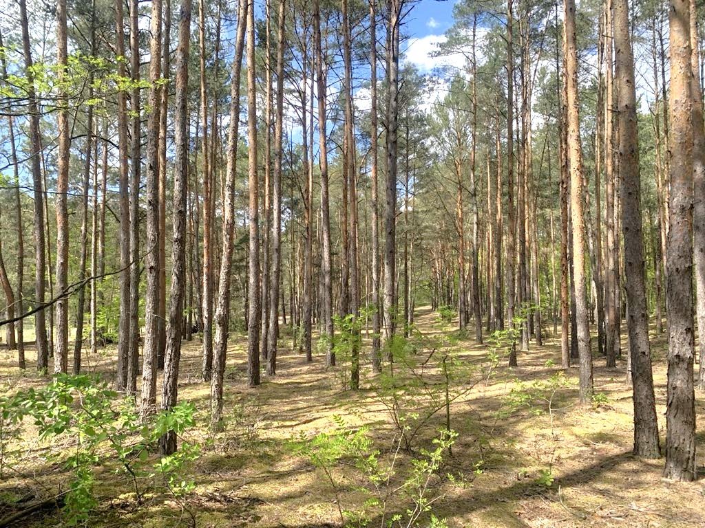 Malownicza działka 59 arów pod dom w lesie w Międzylesie Międzylesie, Międzylesie  5 900m2 Foto 1
