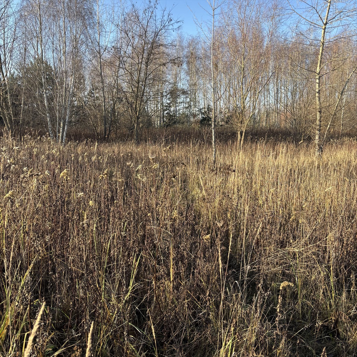 Działka budowlana na sprzedaż Borzęcin Duży, Trakt Królewski  2 000m2 Foto 10