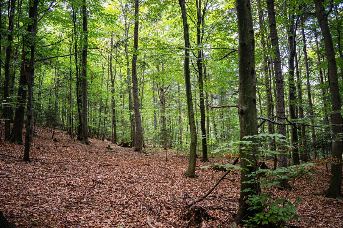 Działka leśna na sprzedaż Łęki  5 800m2 Foto 18