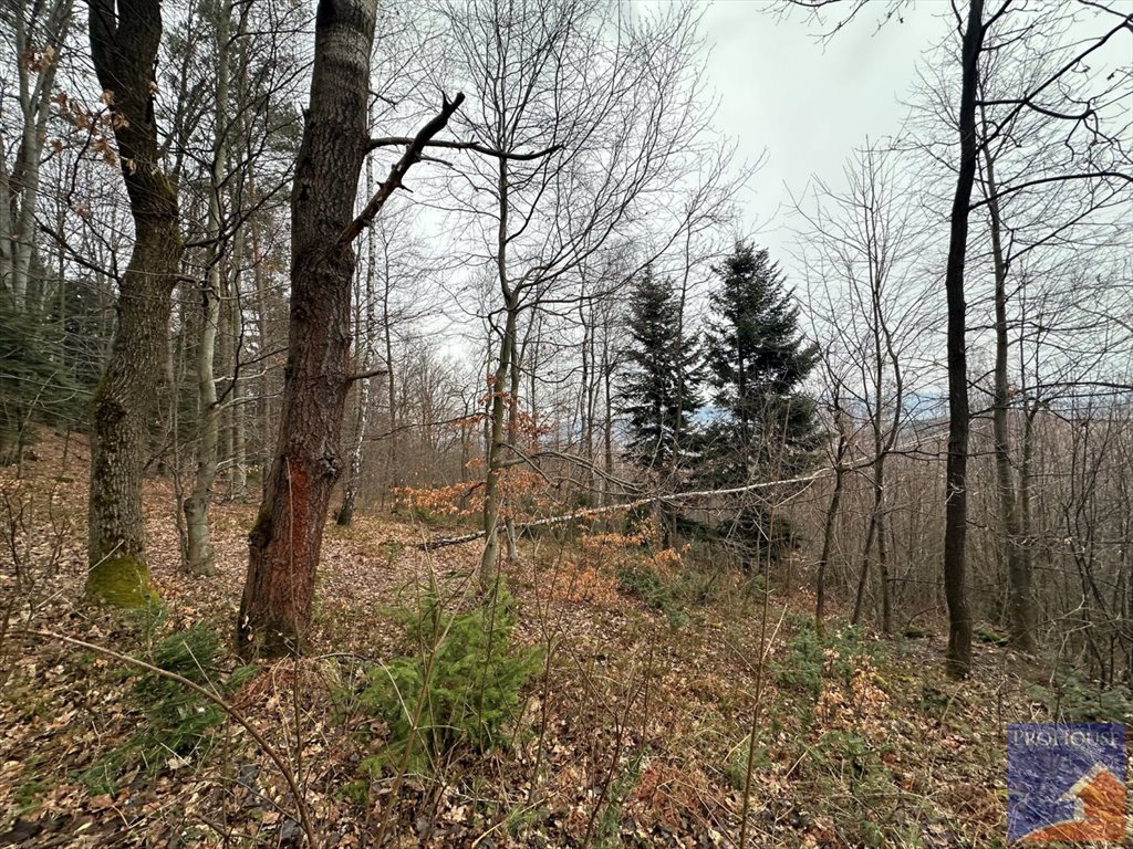 Działka leśna na sprzedaż Stara Wieś  7 100m2 Foto 9