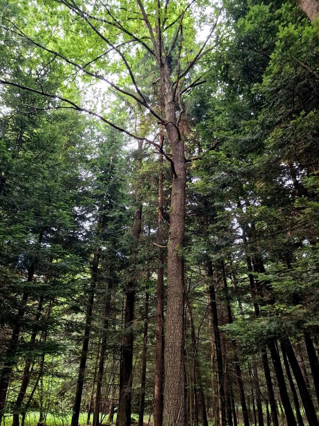 Działka leśna na sprzedaż Sitnica  17 701m2 Foto 7