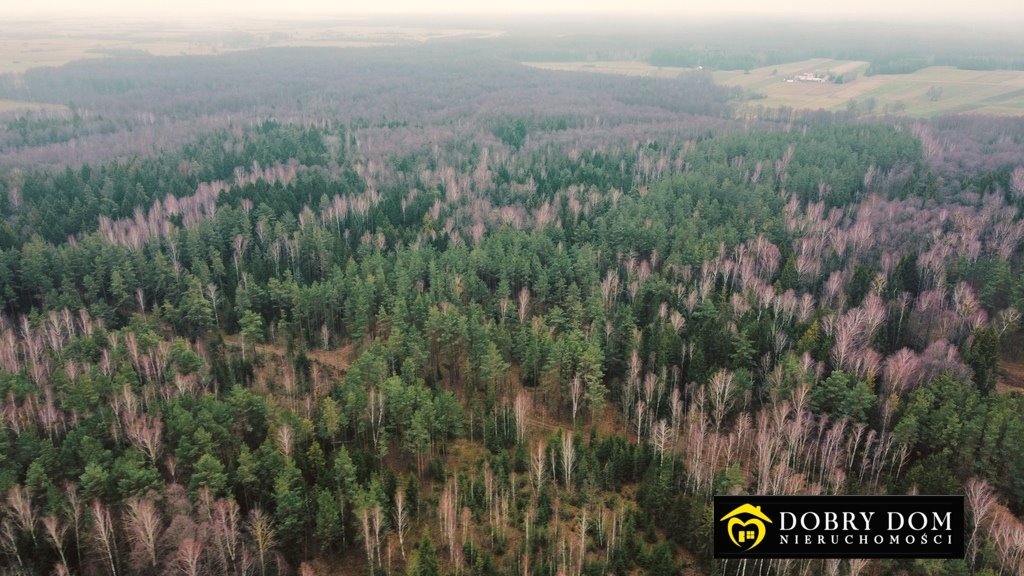 Działka leśna na sprzedaż Tajenko  85 259m2 Foto 9