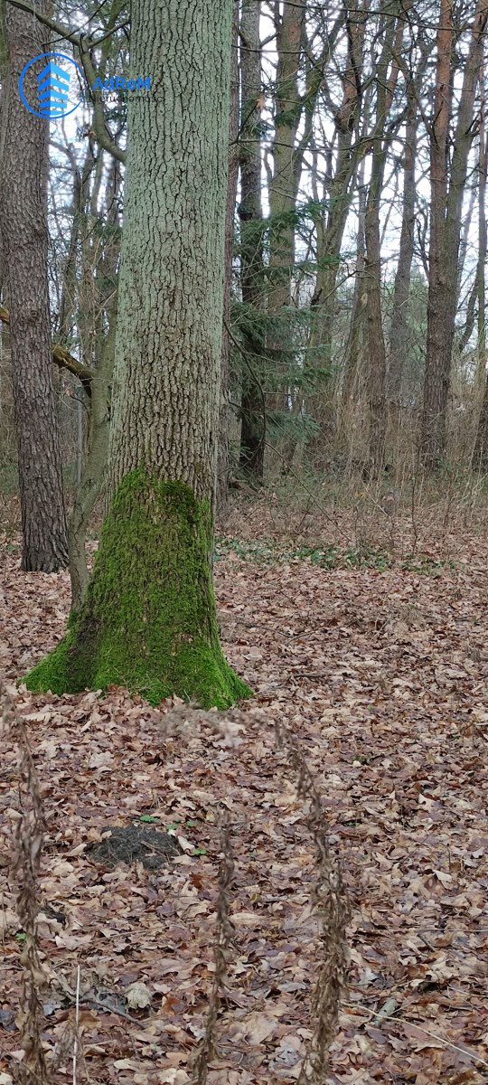 Działka budowlana na sprzedaż Magdalenka  3 561m2 Foto 7