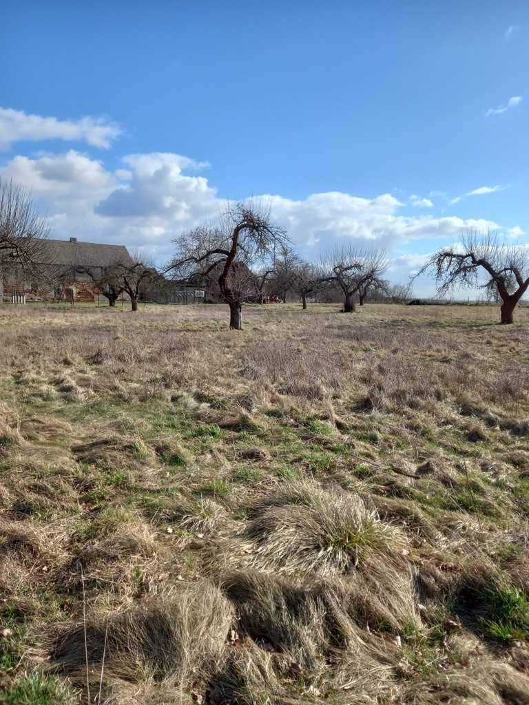 Działka inna na sprzedaż Ścinawa  3 000m2 Foto 12