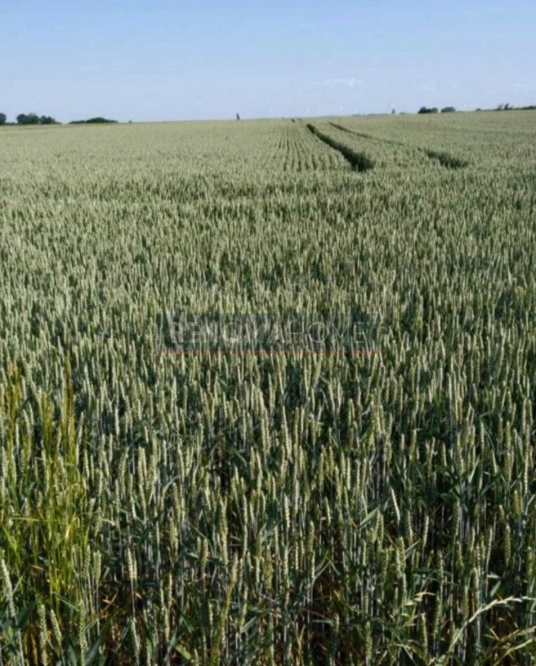 Działka budowlana na sprzedaż Spalona  1 500m2 Foto 1