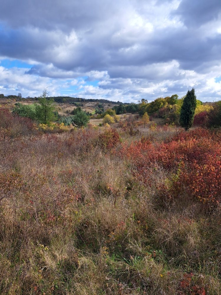 Działka budowlana na sprzedaż Kolbark, Kolbark, Grabowa  2 000m2 Foto 3