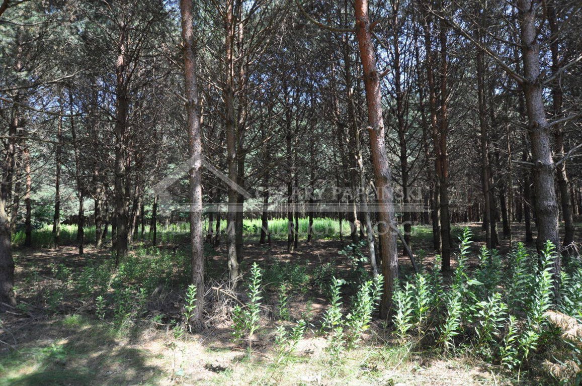 Działka leśna na sprzedaż Poniatowa, Leśniczówka, Leśniczówka  21 671m2 Foto 11