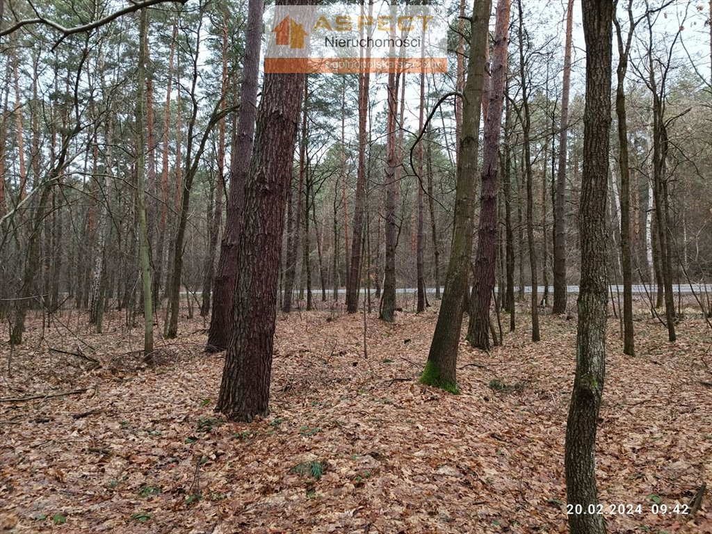 Działka leśna na sprzedaż Sieniawa, Leżachów  6 700m2 Foto 1
