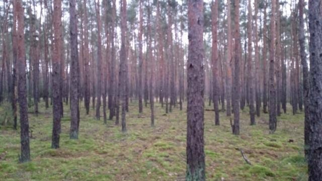 Działka leśna na sprzedaż Paulinów  149 300m2 Foto 3