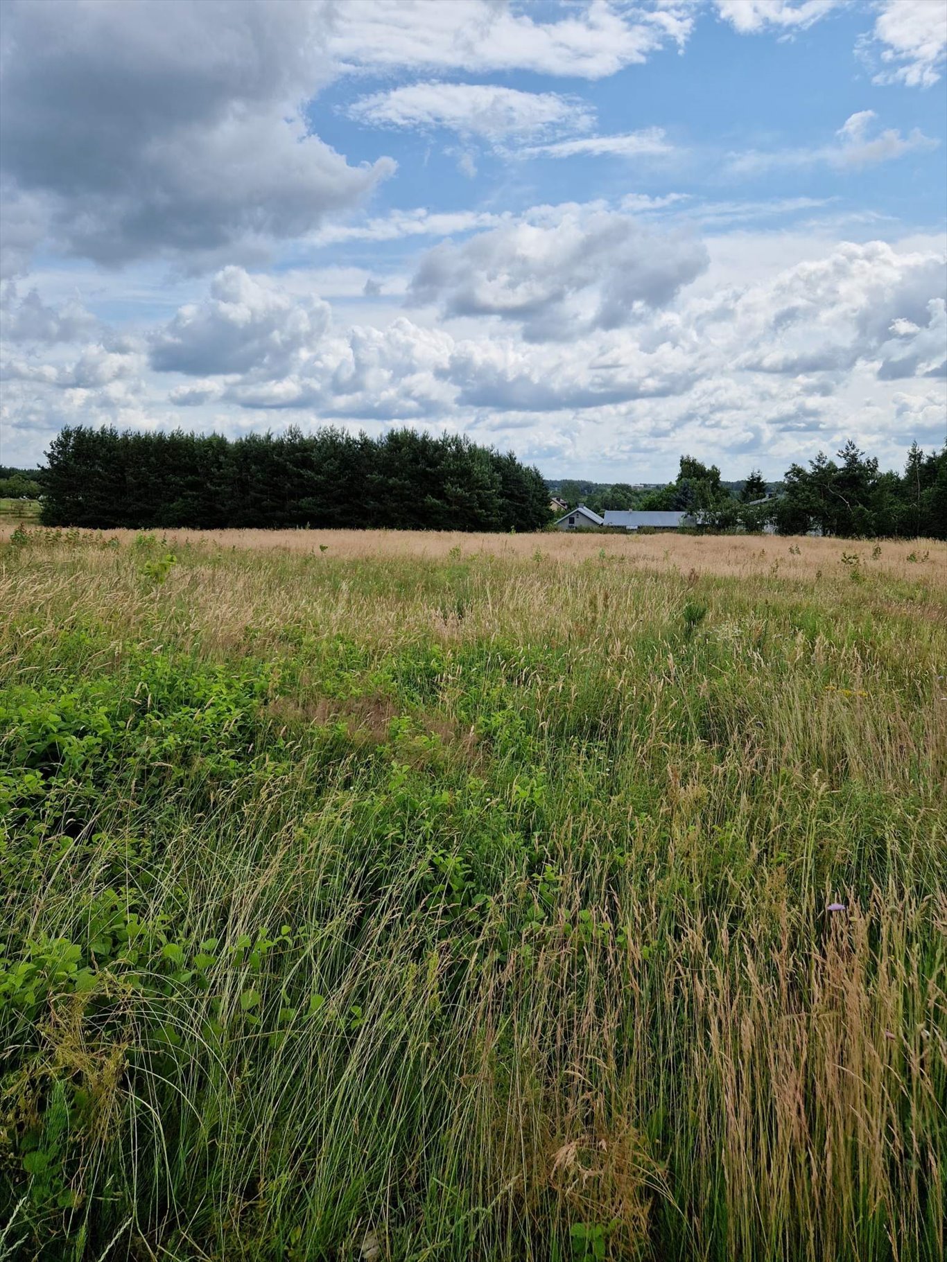 Działka inwestycyjna na sprzedaż Jurki, Jurki, droga krajowa nr 50  55 700m2 Foto 4