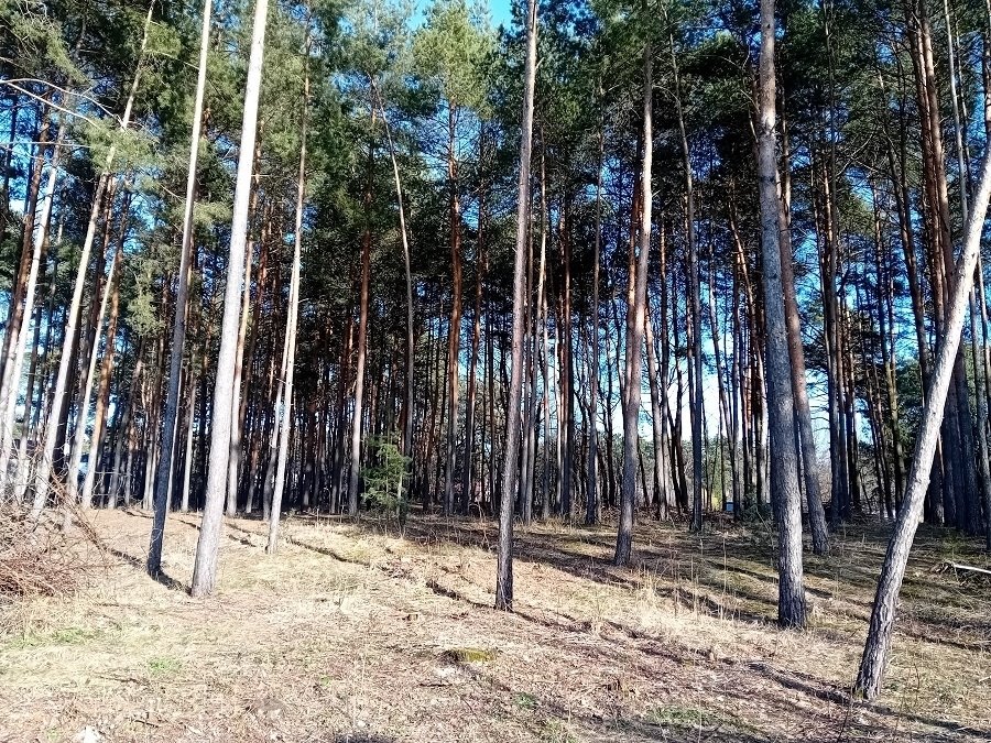 Działka budowlana na sprzedaż Konstancin-Jeziorna, Długa  2 581m2 Foto 1