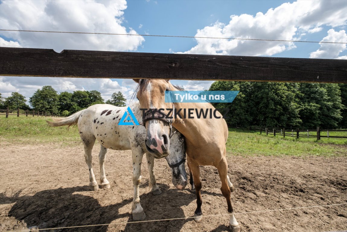 Doinwestowana stajnia w Goszynie, 3 ha, hala 20x40 m Goszyn  29 719m2 Foto 1