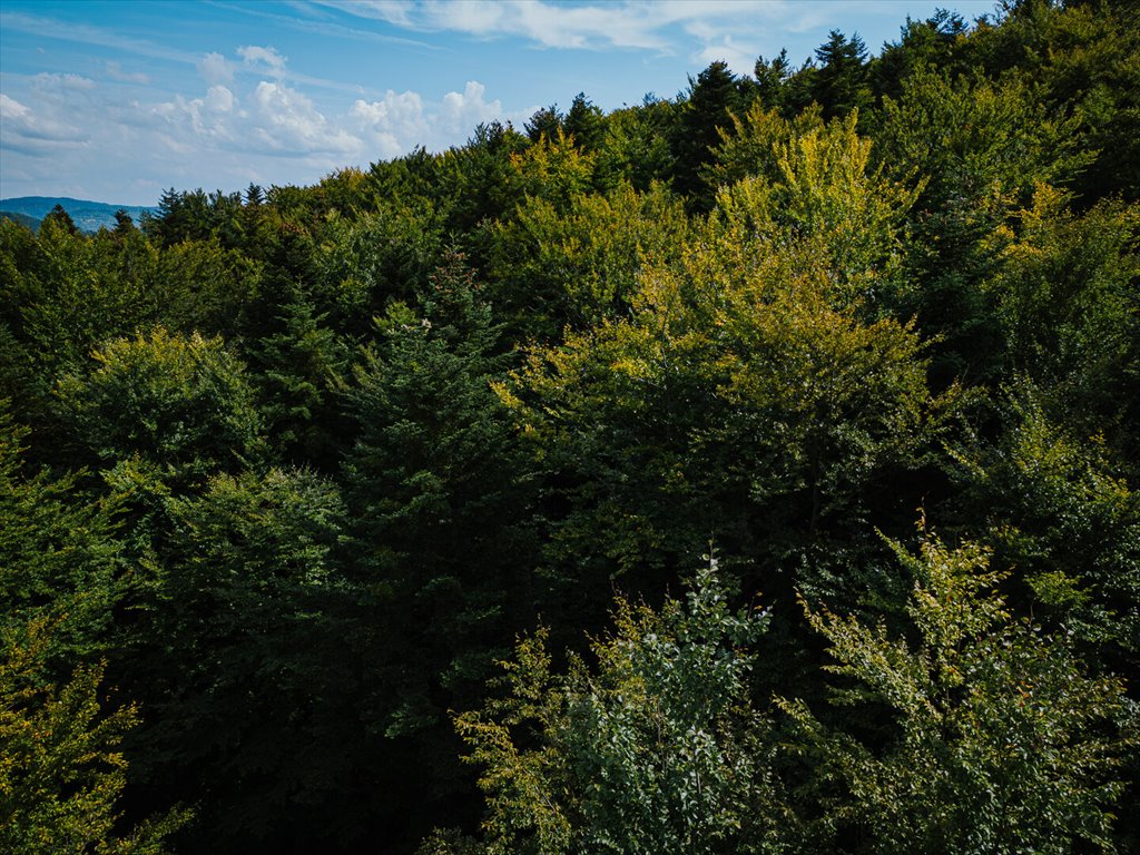 Działka leśna na sprzedaż Łęki  5 800m2 Foto 10