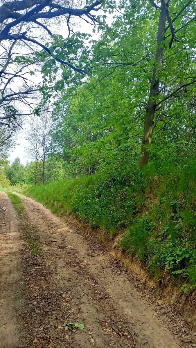 Działka gospodarstwo rolne na sprzedaż Stare Bogaczowice, Chwaliszów  26 500m2 Foto 6