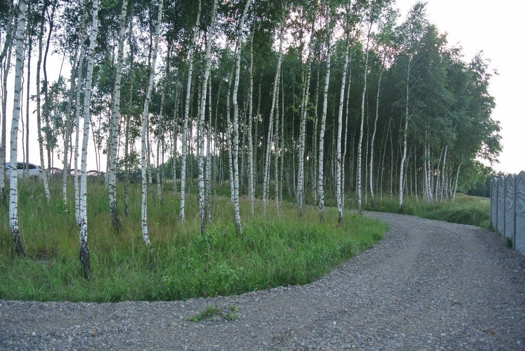 Działka budowlana na sprzedaż Bęczków  12 168m2 Foto 14