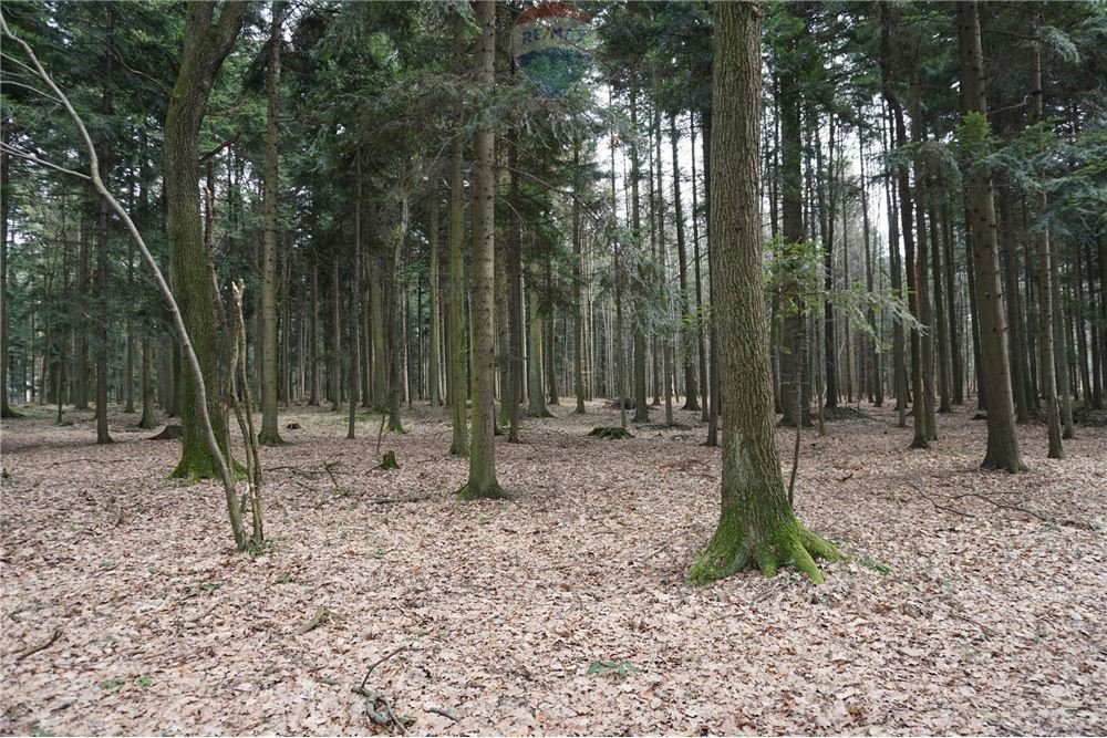 Działka leśna na sprzedaż Budzów  12 930m2 Foto 4
