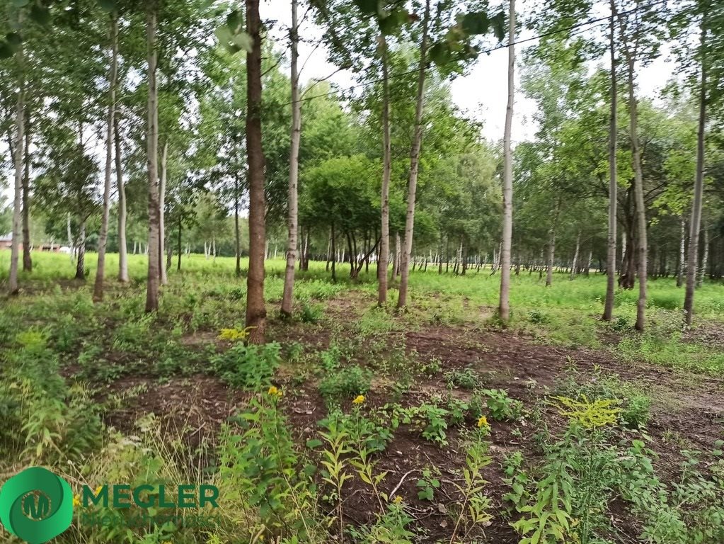 Działka budowlana na sprzedaż Rusiec  1 000m2 Foto 2