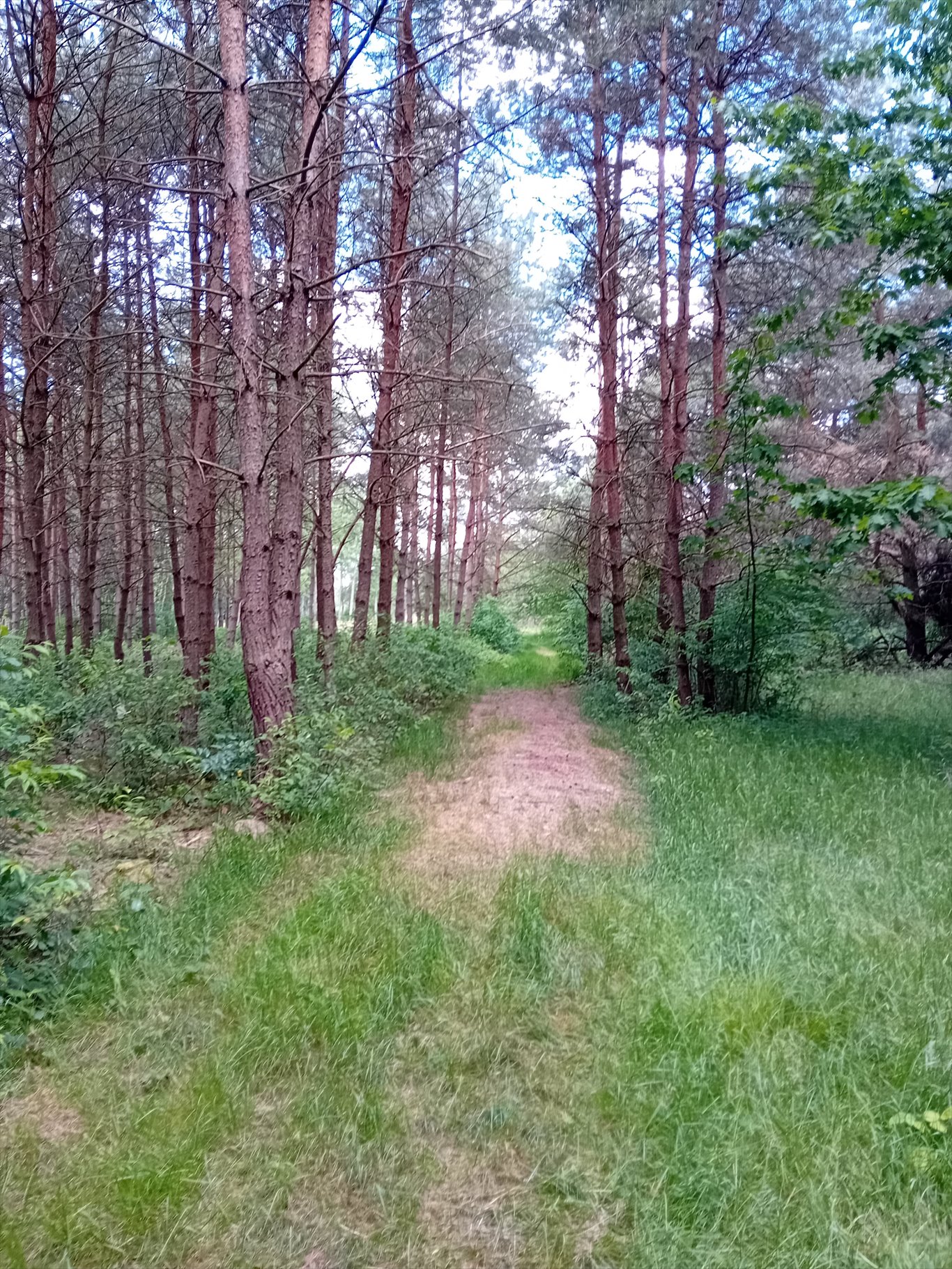 Działka rolna na sprzedaż Trachy, Zamojska  16 000m2 Foto 5