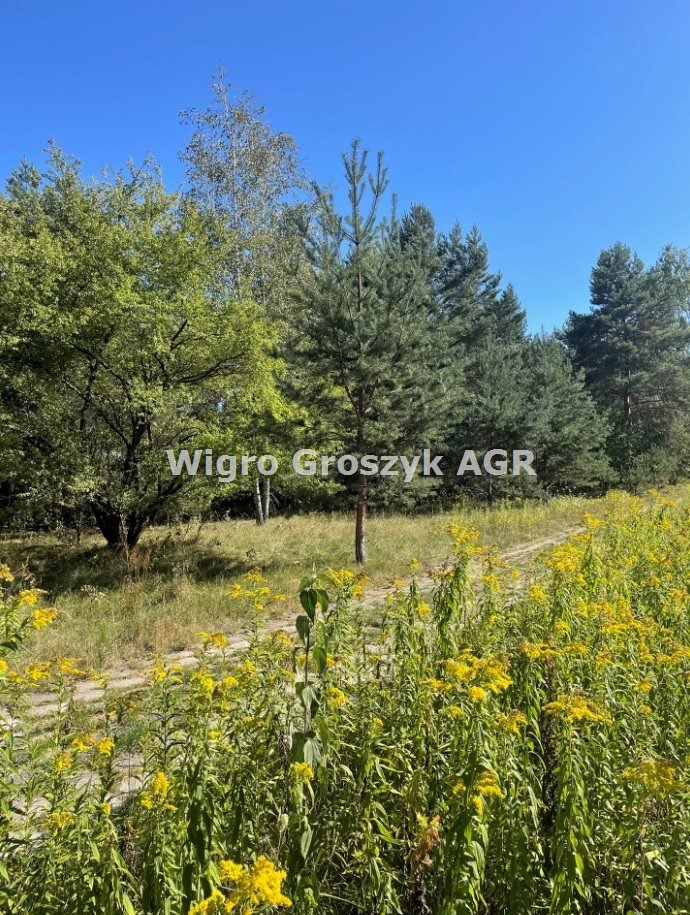 Działka inna na sprzedaż Pieńków  3 000m2 Foto 1