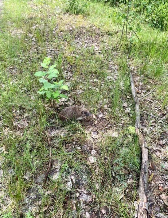 Działka budowlana na sprzedaż Łosie  1 000m2 Foto 4