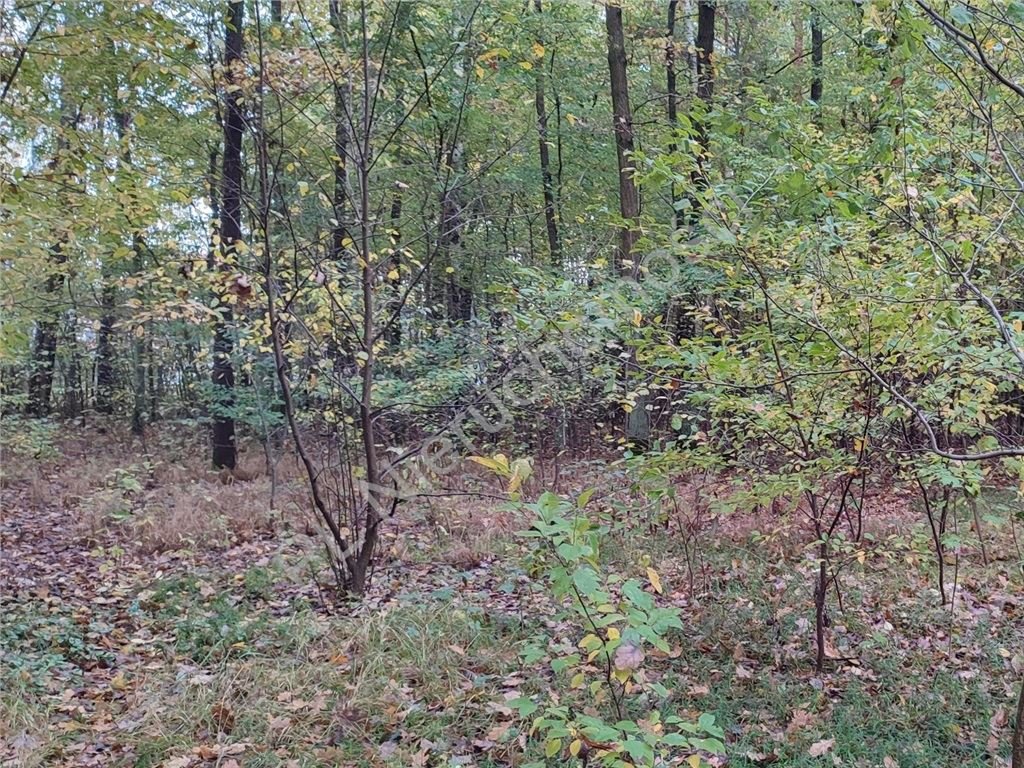 Działka leśna z prawem zabudowy, media, asfalt, 4947 m2 Międzyborów  4 947m2 Foto 1