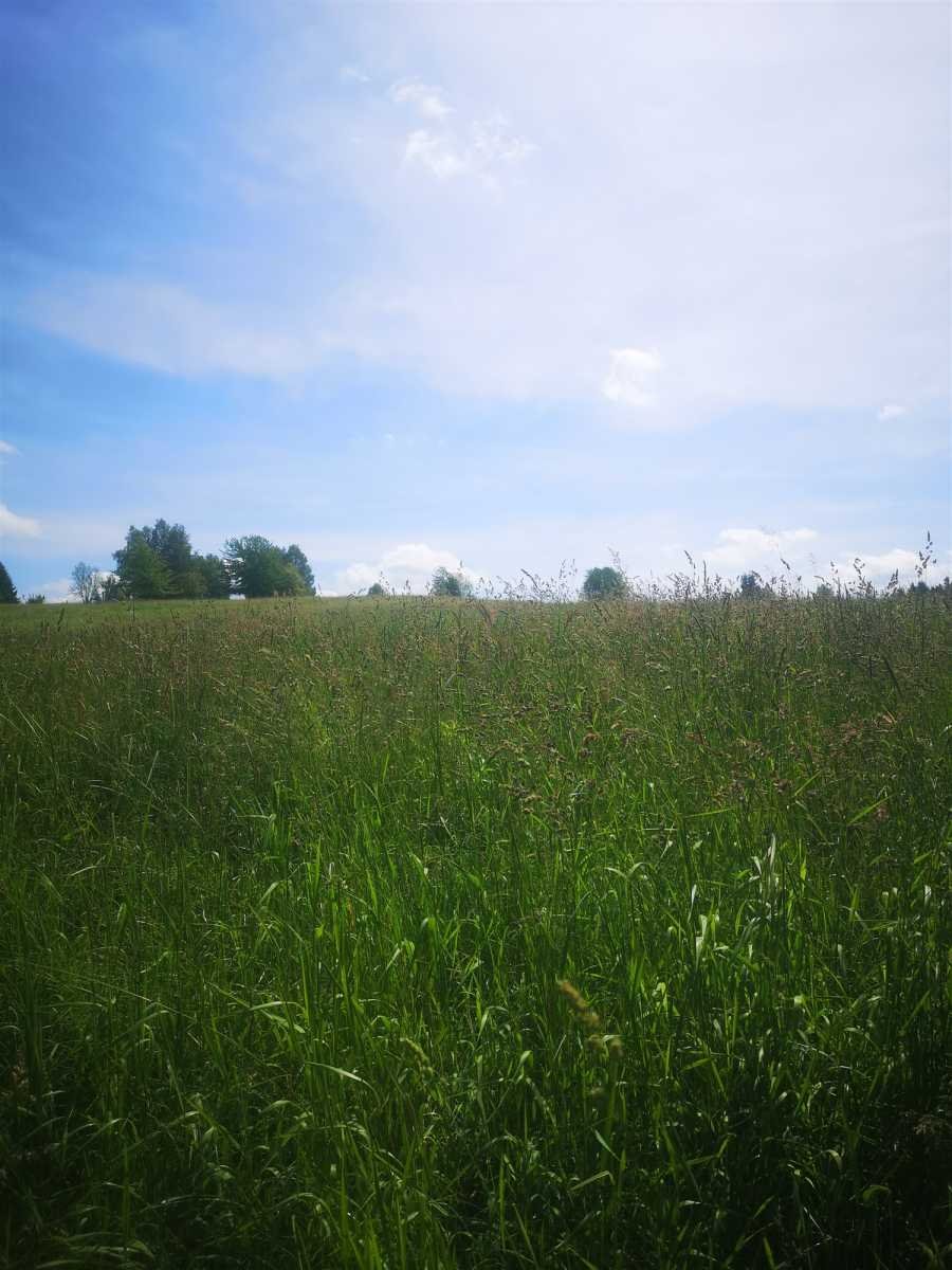 Działka gospodarstwo rolne na sprzedaż Pisary, Pisary  9 900m2 Foto 11