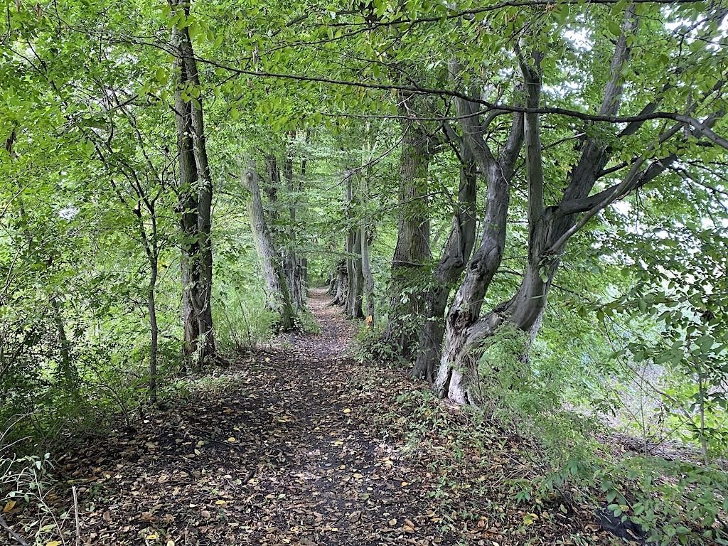 Działka budowlana na sprzedaż Leszno, Leszno, Fabryczna  1 053m2 Foto 4