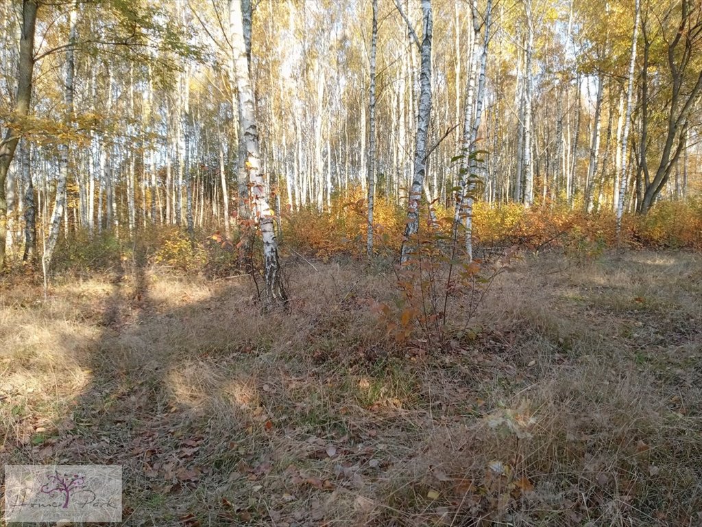 Działka budowlana na sprzedaż Czyżeminek  2 000m2 Foto 3