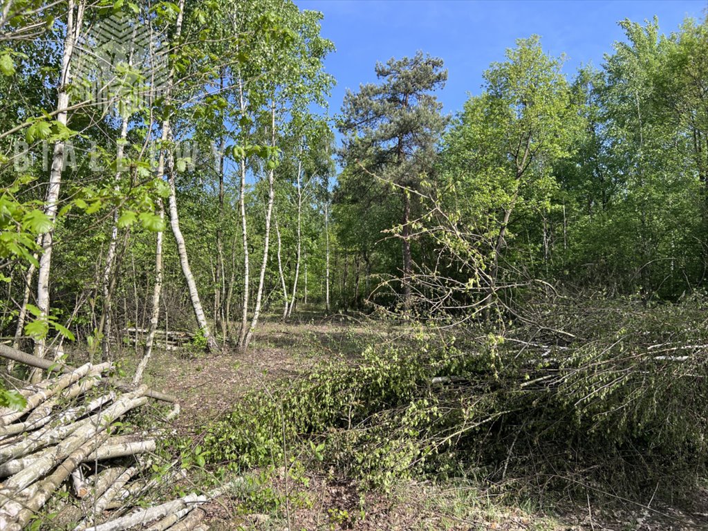 Działka budowlana na sprzedaż Osuchów  3 001m2 Foto 6