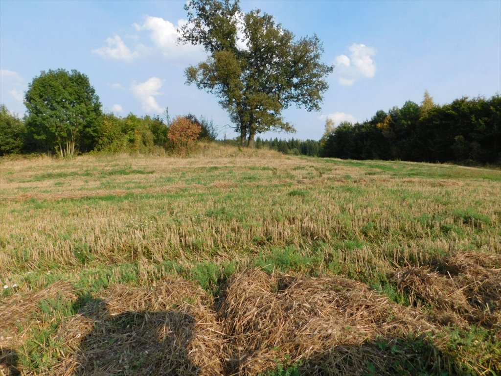 Działka rolna na sprzedaż Jaszkowa Dolna, Jaszkowa Dolna  291 440m2 Foto 4