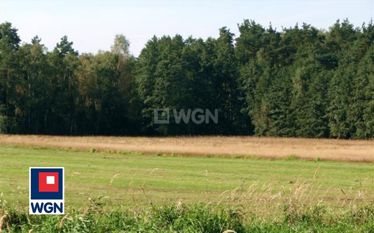 Działka 3 ha pod agroturystykę (Borzynowo, Dolina Baryczy) Borzynowo, Borzynowo, Borzynowo  30 012m2 Foto 1