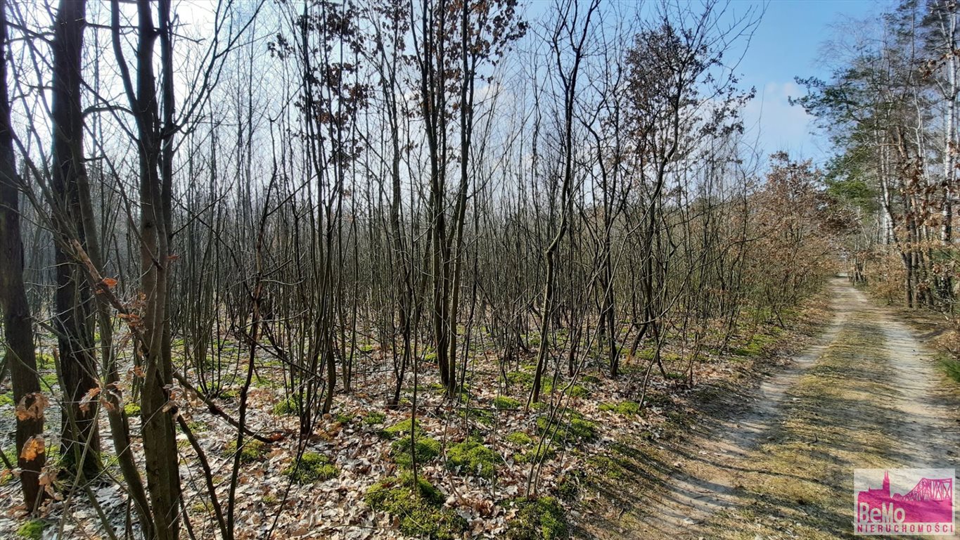 Działka leśna na sprzedaż Strupczewo Duże  73 400m2 Foto 6