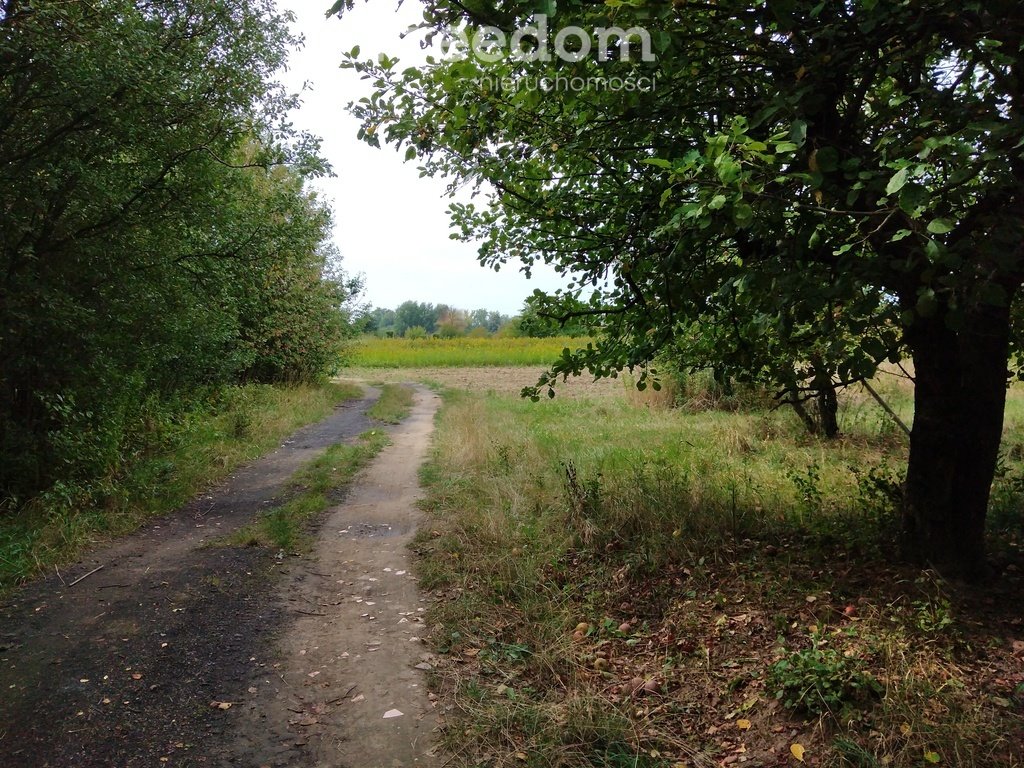 Działka rolna na sprzedaż Ostrówiec  5 600m2 Foto 10