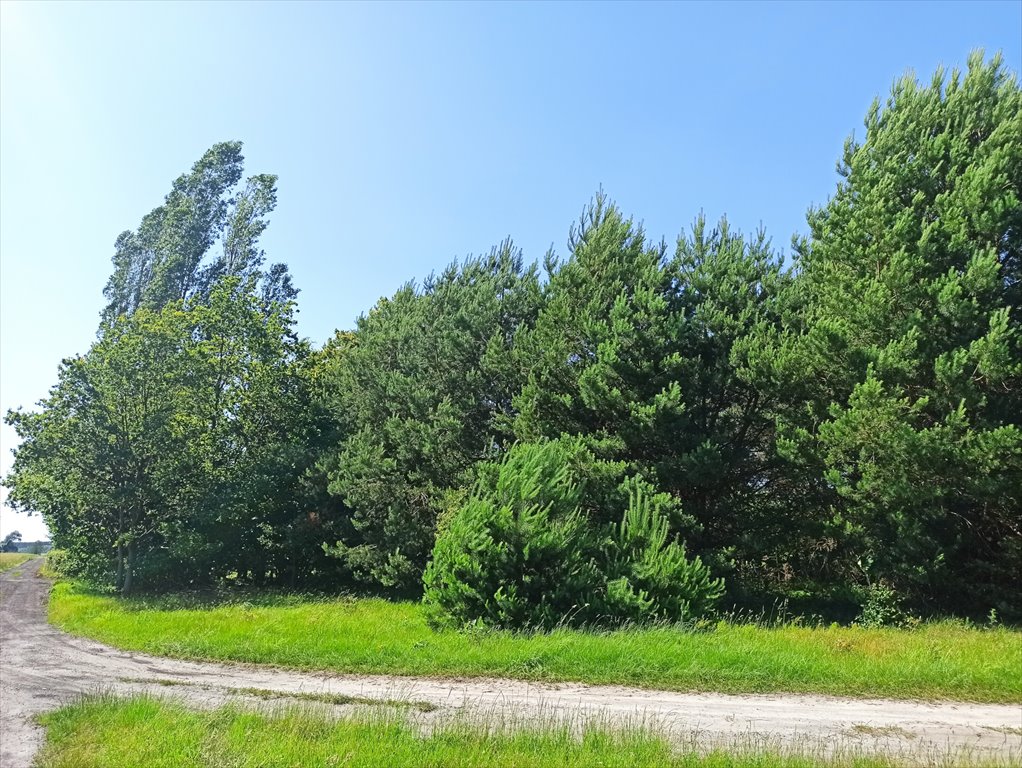 Działka leśna z prawem budowy na sprzedaż Borszewice Kościelne  9 000m2 Foto 10