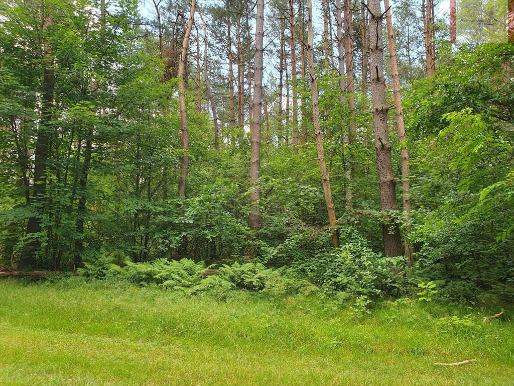 Działka leśna na sprzedaż Rozewie  1 590m2 Foto 3