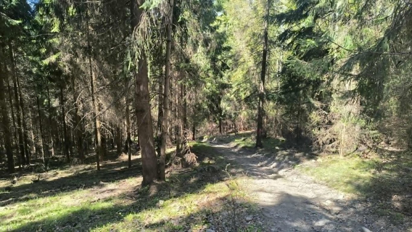 Działka leśna 40 arów w Milówce – dostęp z drogi Milówka, Prusów  4 000m2 Foto 1