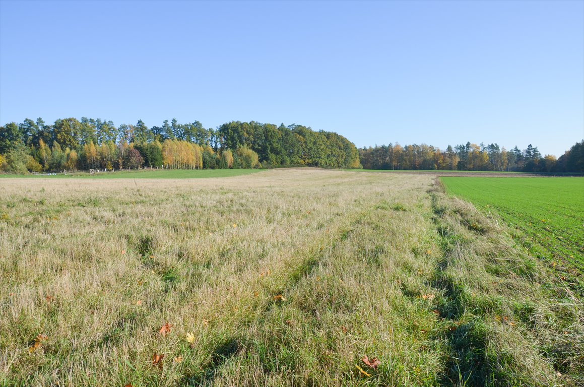 Działka siedliskowa na sprzedaż Borkowo  3 000m2 Foto 7