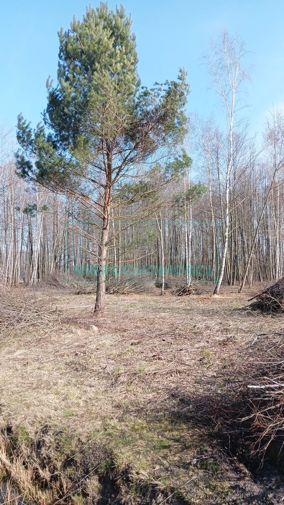 Działka leśna z prawem budowy na sprzedaż Jaktorów  8 700m2 Foto 12