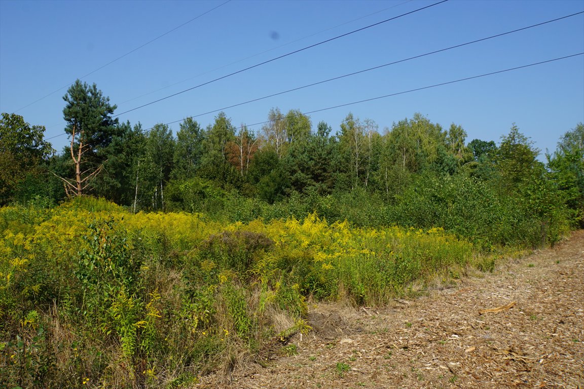 Działka budowlana na sprzedaż Sulejówek, Żurawka, Brzezińska  4 300m2 Foto 3