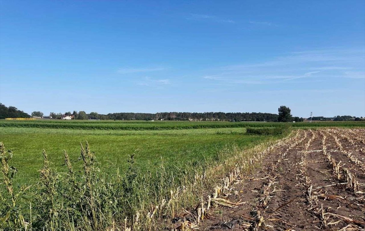 Działka budowlana na sprzedaż Gostyń  56 000m2 Foto 6