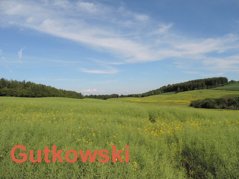 Działka rolna na sprzedaż Lekarty, Gmina Nowe Miasto Lubawskie  3 251m2 Foto 9