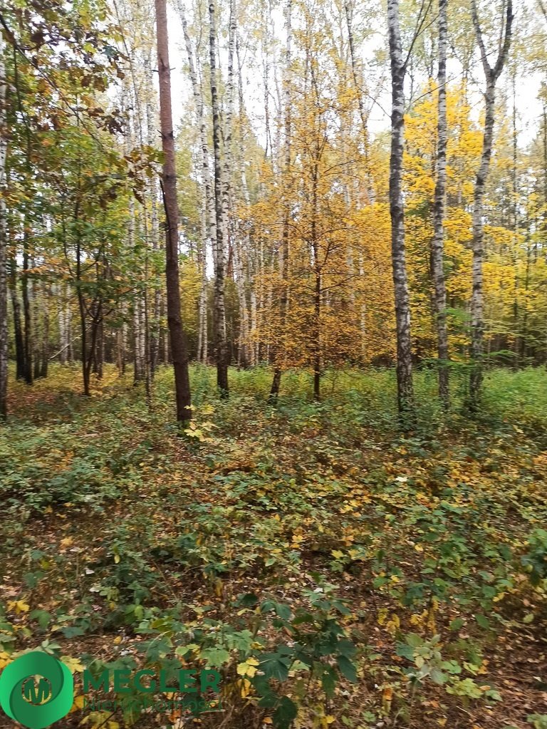 Działka leśna na sprzedaż Siestrzeń  11 293m2 Foto 7