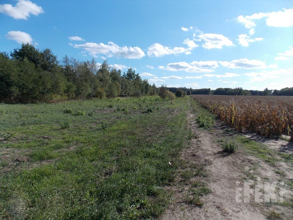 Działka rolna na sprzedaż Korabiewice  11 200m2 Foto 4