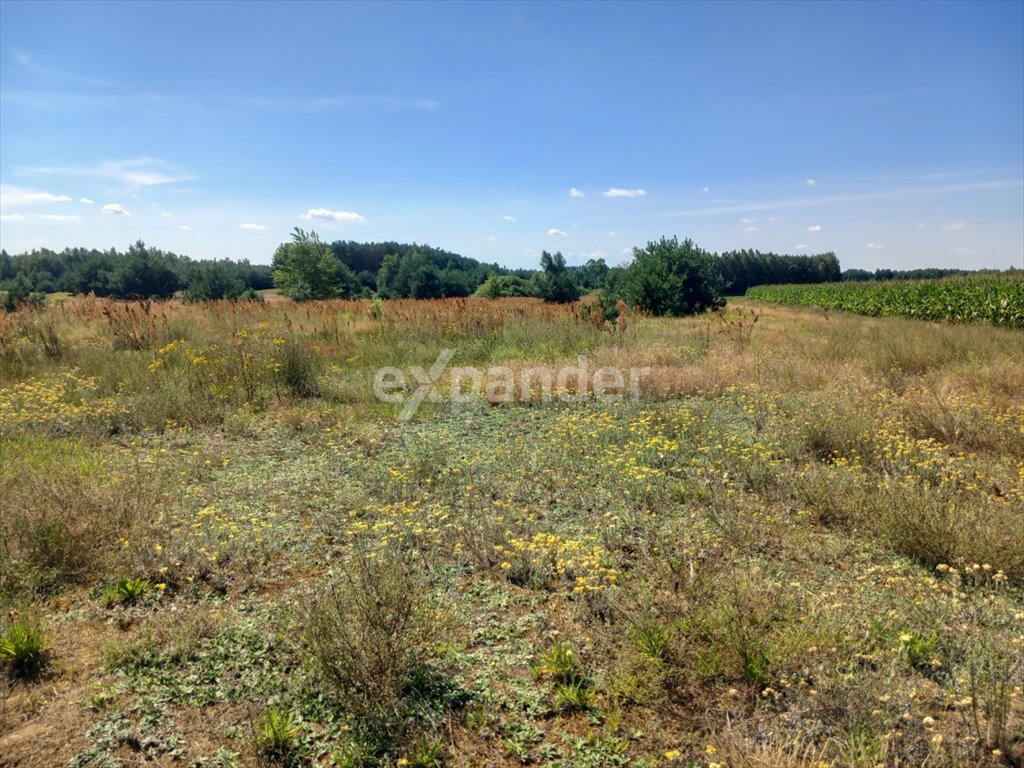 Działka rolna na sprzedaż Blinno  20 300m2 Foto 1